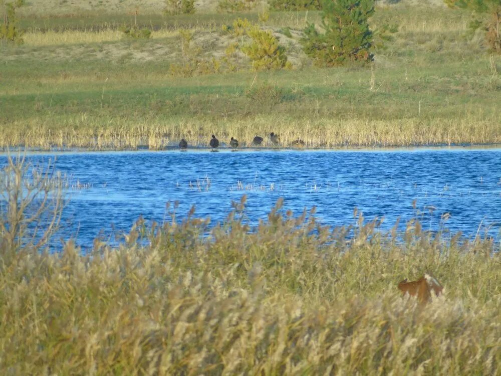 Погода бурановка алтайский край. Дубровина Алтайский край. Село Дубровино Алтайский. Дубровино Алтайский край Романовский район фото. Население пос Дубровино Алтайский край.