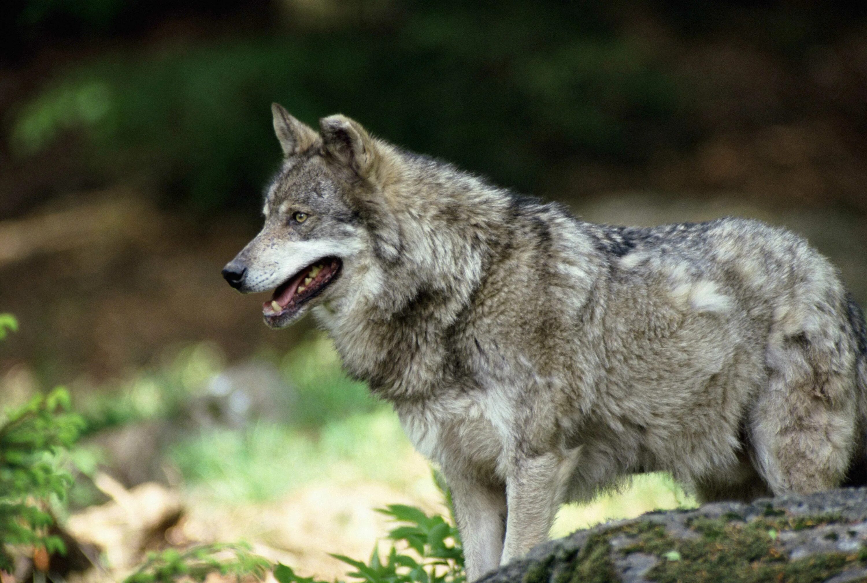 Волк серый обыкновенный. Волкособ. Среднерусский Лесной волк. Макензенский волк.
