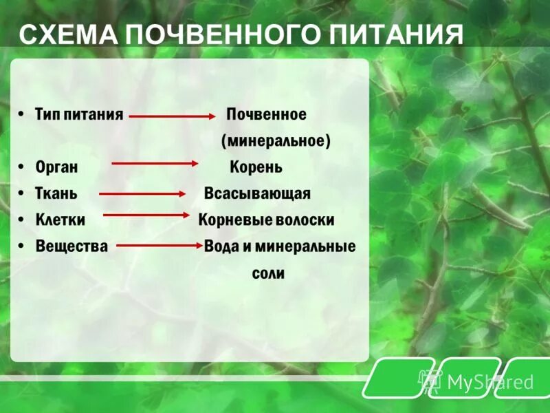 Минеральное питание клеток