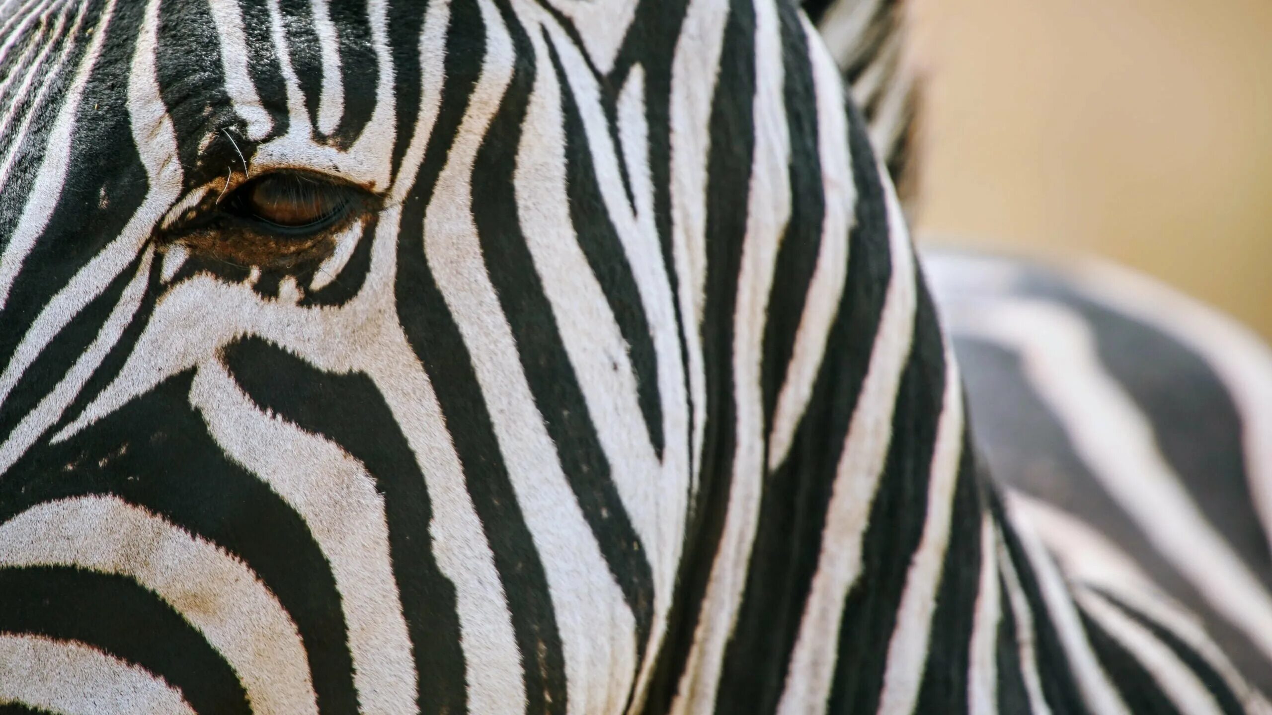 Zebra line