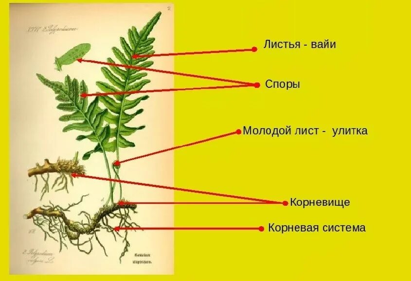 Какие органы отсутствуют у папоротников. Строение корневища папоротника. Спорангий папоротника анатомия. Папоротник Пеллея корни. Строение папоротникообразных.