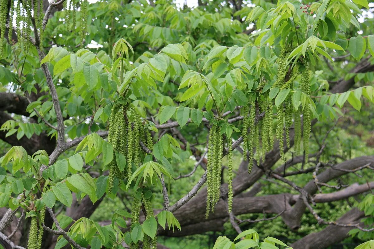 Деревья растущие в сибири. Орех маньчжурский (Juglans mandshurica). Дальневосточный маньчжурский орех. Орех маньчжурский Кедровая Падь. Орех маньчжурский(Juglans mandshurica Maxim).