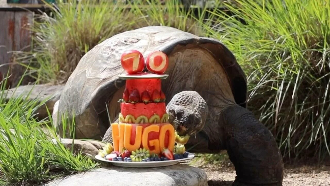 Рождения черепахи. С днем рождения черепаха. Черепаха на дне рождения. С днем рождения от черепахи. Открытка с прошедшим днём рождения с черепахой.