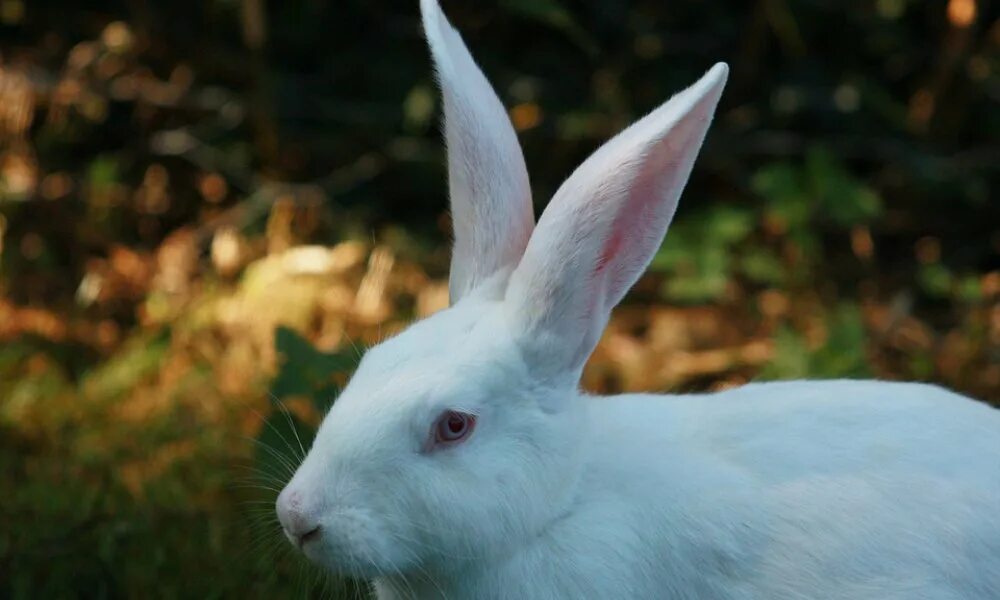 Rabbit type