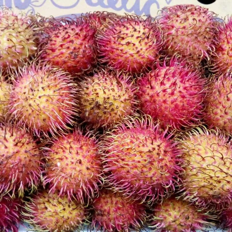 Большой колючий фрукт. ШИПАСТЫЙ фрукт из Таиланда. Колючий фрукт в Тайланде. Красный колючий фрукт с Таиланда. Фрукт из Тайланда с колючками.