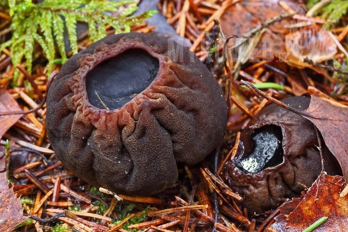 молодильный гриб. саркосома шаровидная гриб. молодильные грибы саркосома шаровидная. молодильные грибы саркосома шаровидная. гриб ведьмин котелок саркосома.