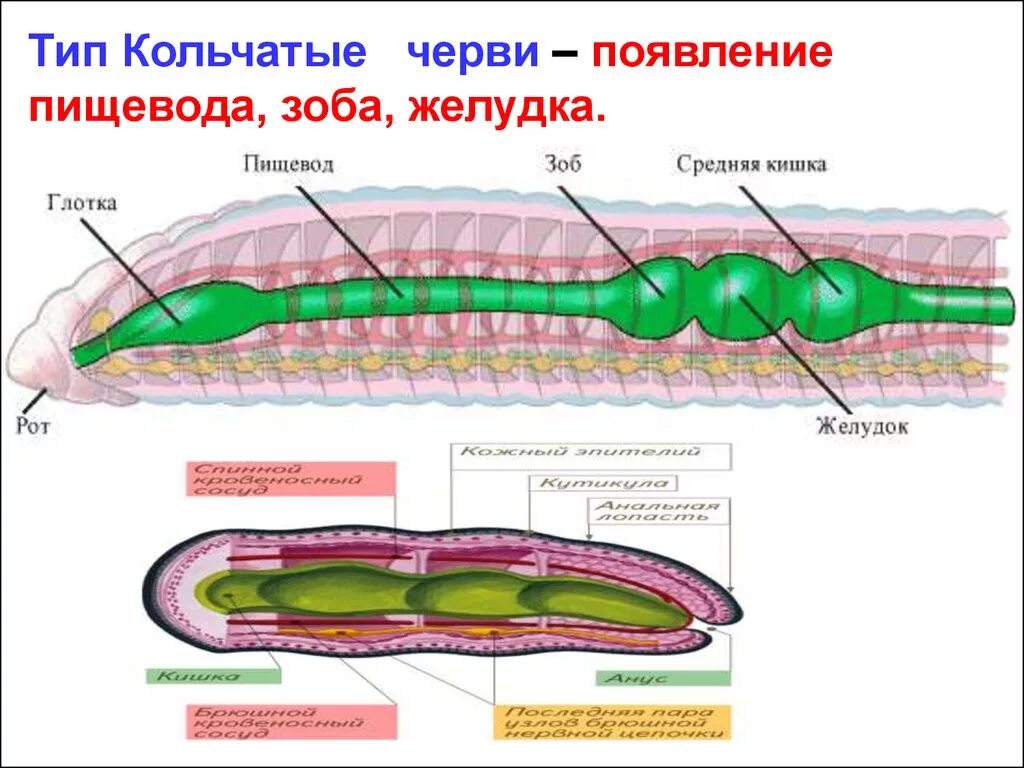 2 группы кольчатых червей. Пищеварительная система кольчатого червя. Тип кольчатые черви пищеварительная система. Кишечник кольчатого червя. Органы пищеварительной системы кольчатых червей.