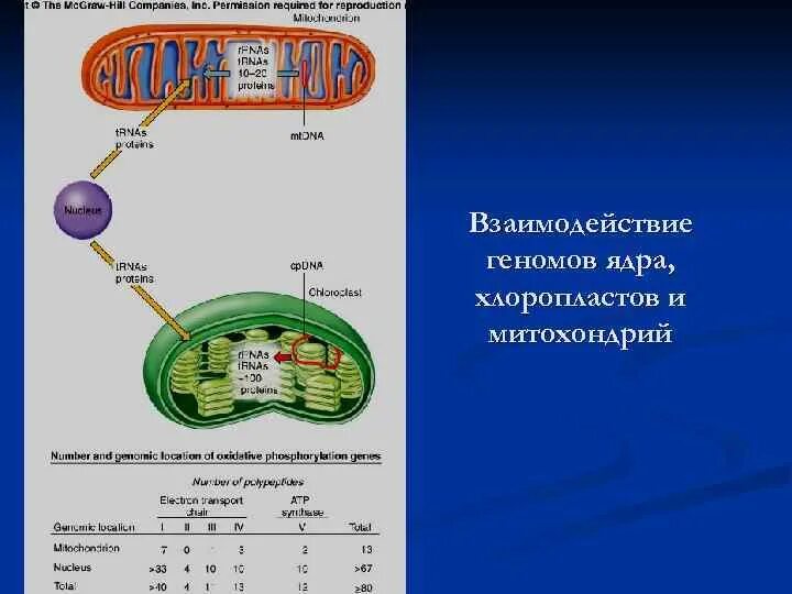 Общими свойствами митохондрий и хлоропластов является. Геномы митохондрий и хлоропластов. цитоплазматическая нехромосомная наследственность. внеядерная наследственность. днк находится в органоиде.