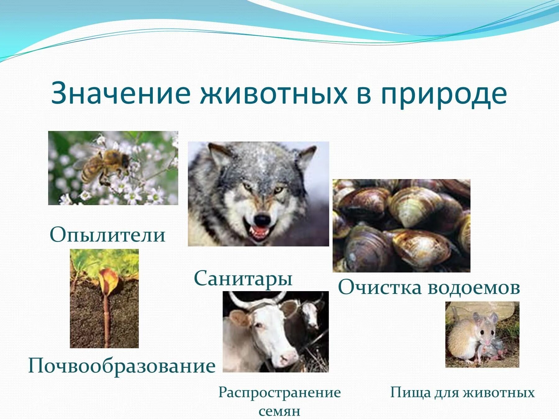 Значение животных в природе. Значение животных в природе и жизни человека таблица. роль животных в природе 7 класс биология. значение животных в жизни природы.