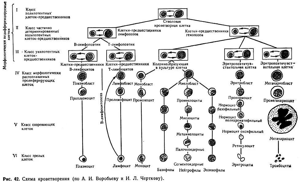 Кровь дифференцировка. Кровь схема кроветворения по и.л Черткову а.и Воробьеву. Схема кроветворения по Черткову и Воробьеву таблица. Схема кроветворения стволовая клетка. Современная схема кроветворения регуляция кроветворения.