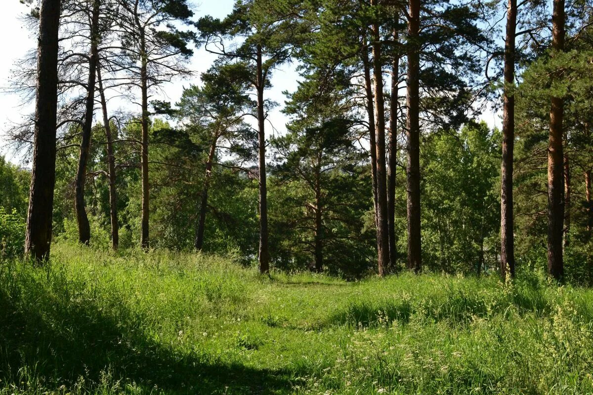 городские леса относятся к. заельцовский лес новосибирск. парк липовая роща. зеленоградский лесопарк. сосны каменск уральский.