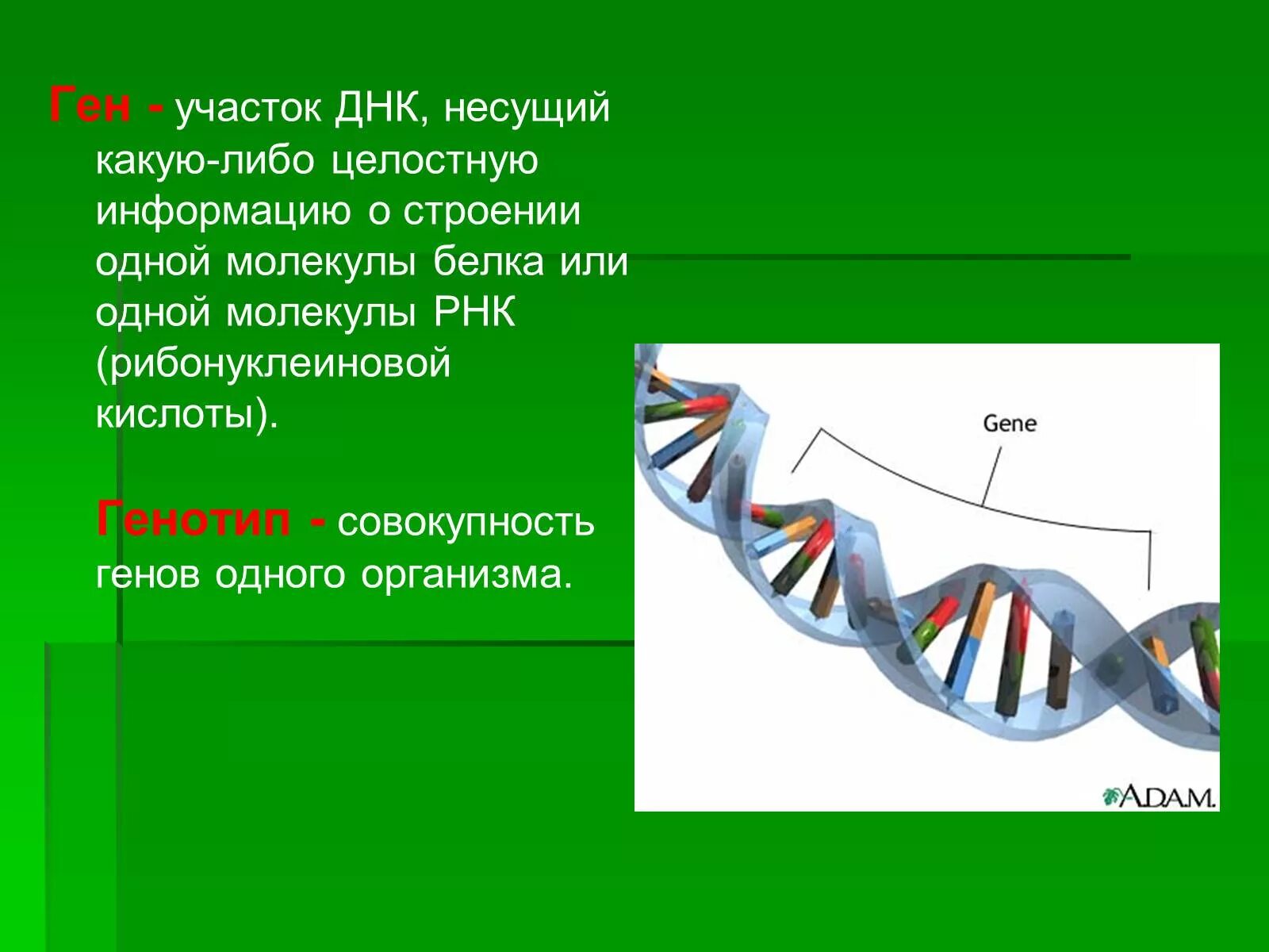 Геном называют. Ген участок ДНК. Ген это участок молекулы ДНК. Участок ДНК Несущий информацию о структуре белка. Участок молекулы ДНК Несущий информацию.