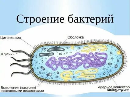 Транспорт в бактериальную клетку