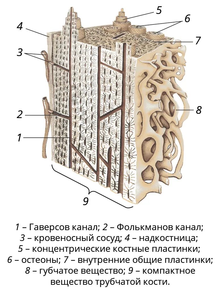 Пластинчатая костная ткань Остеон. Остеон гистология. Пластинчатая костная ткань гистология. Пластинчатая костная ткань гистология гаверсов канал.