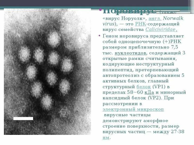 Норволк вирус и норовирус. Калицивирусы Caliciviridae. РНК норовирус 2 генотипа что это. Норовирусная инфекция презентация.