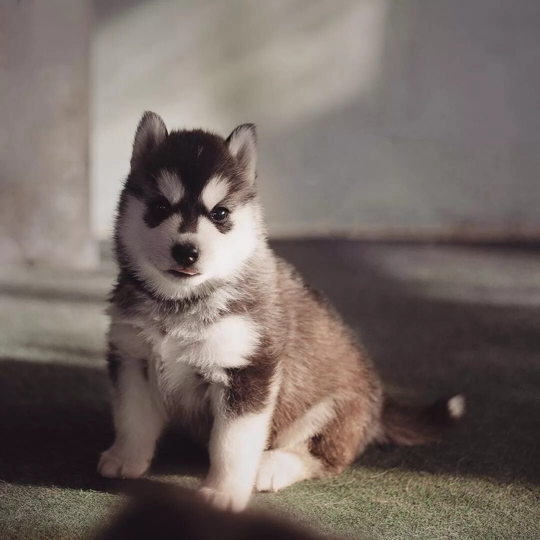 сибирский хаски щенки. сибирский хаски маленький. сибирский хаски маленький. маленькая хаски. карликовый сибирский хаски.