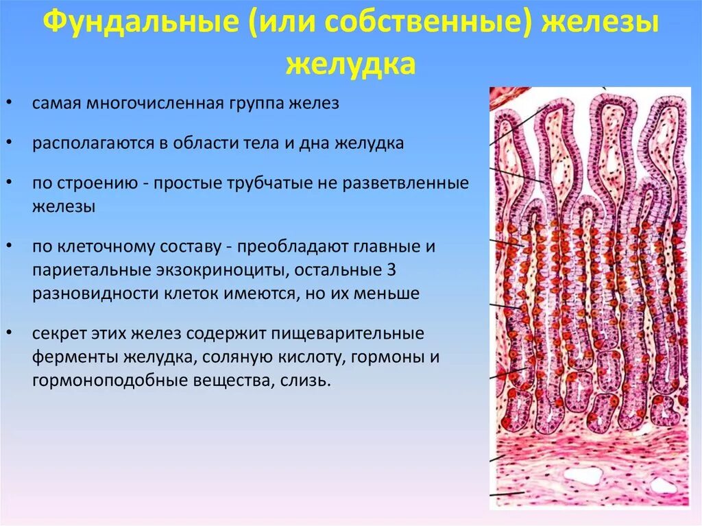 Железы дна желудка гистология. Клетки собственных желез желудка гистология. Клетки дна желудка гистология. Трубчатые железы гистология.