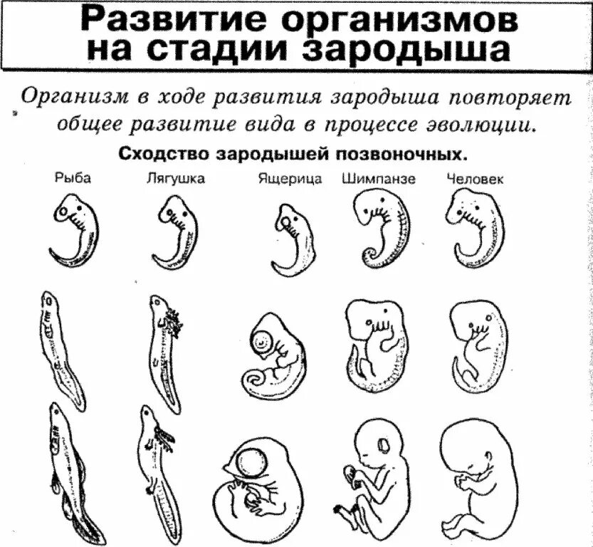Как называется 1 ая стадия развития зародыша. Последовательные стадии развития зародышей. развитие зародыша человека таблица. стадии развития зародыша таблица. стадии развития зародыша рыбы таблица.