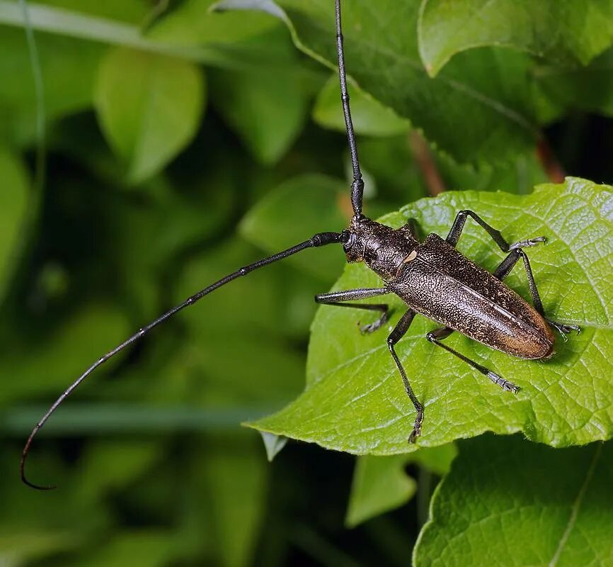 Черный усач фото. Жук чёрный Сосновый усач. Черный Пихтовый усач Monochamus urussovi. Жук усач монохамус. Жук усач Сосновый.