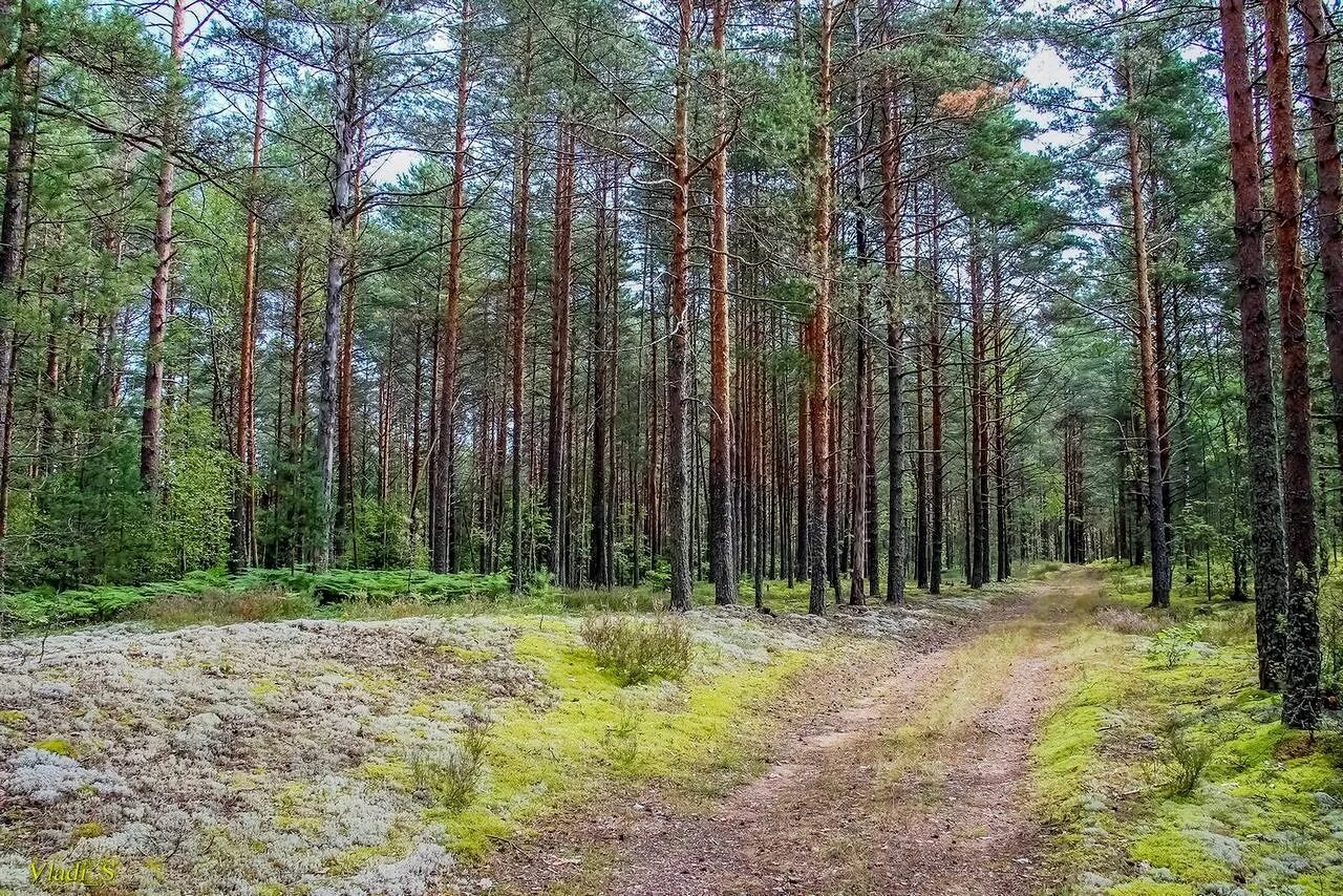 Хвойная екатеринбург. Калиновский лесопарк Екатеринбург. Уральские леса Екатеринбург. Сосновый лес Каменского района Ростовской области. Земли лесного фонда Челябинской области.