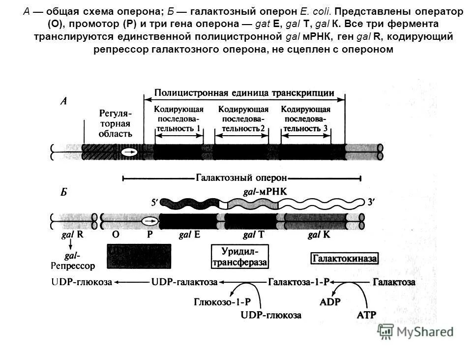 Схема оперона и транскриптона. Оператор промотор оперон. Оператор промотор оперон. Промотор оператор терминатор. Оперон промотор.