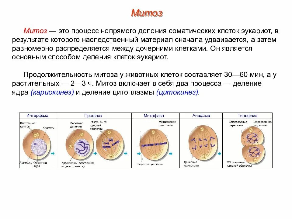 Деление клетки митоз. Деление эукариотических клеток. Митоз. Деление клеток эукариот митоз. Деление клеток эукариот схема. Характеристика этапов деления клетки.