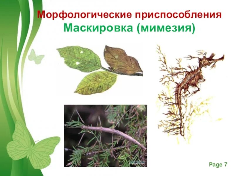 Маскировка примеры адаптации