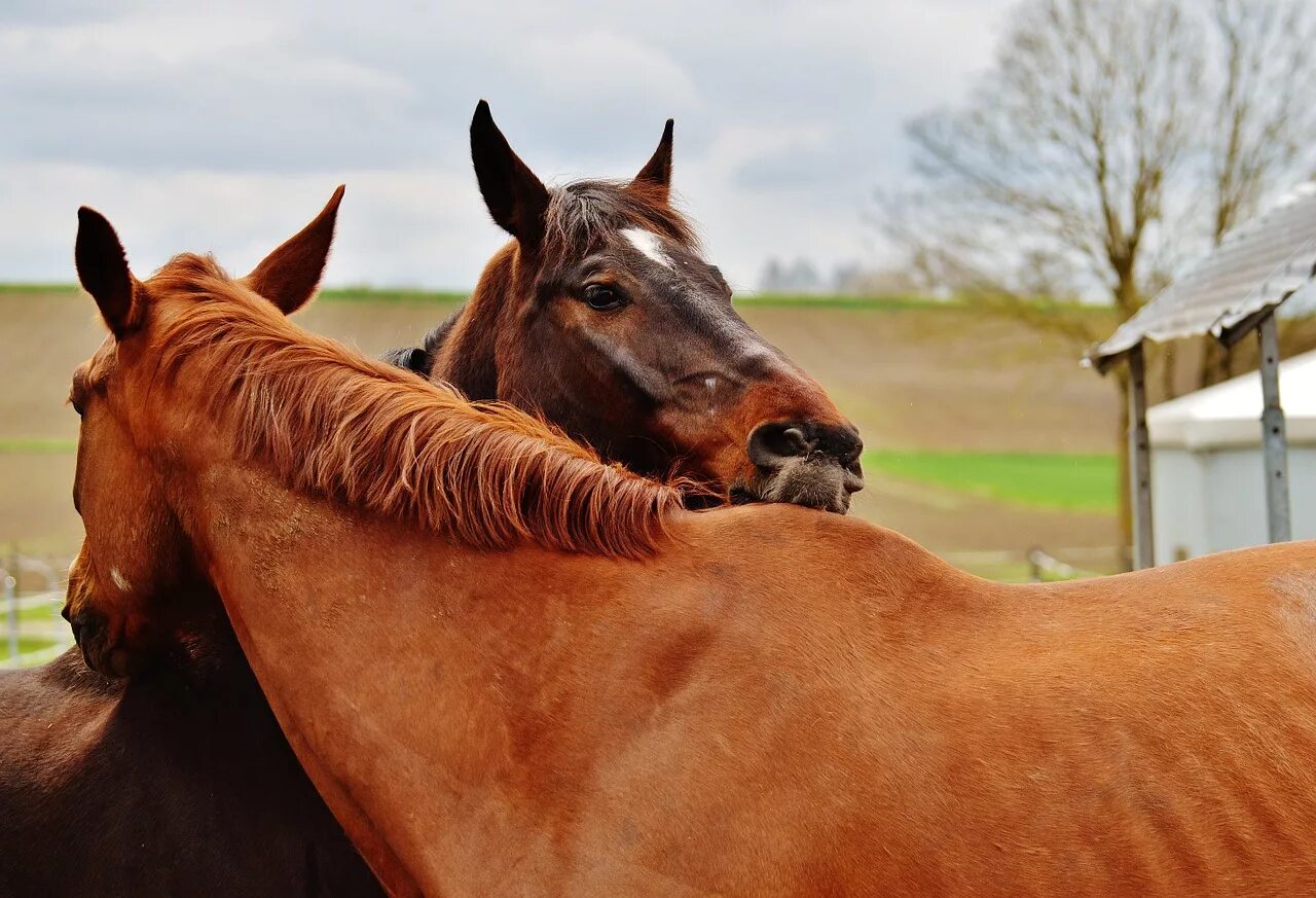 Две лошади. Лошади обнимаются. Коричневый конь. Обуздать коня. Two horse