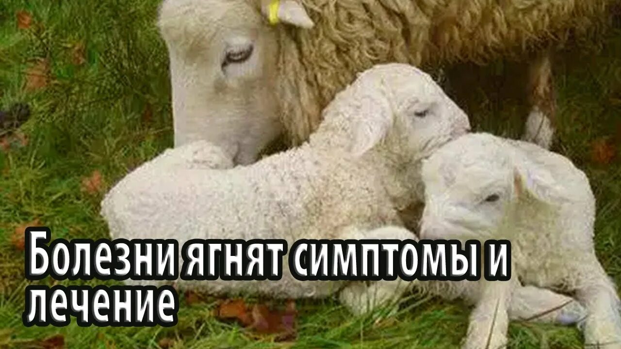 Заболевания ягнят