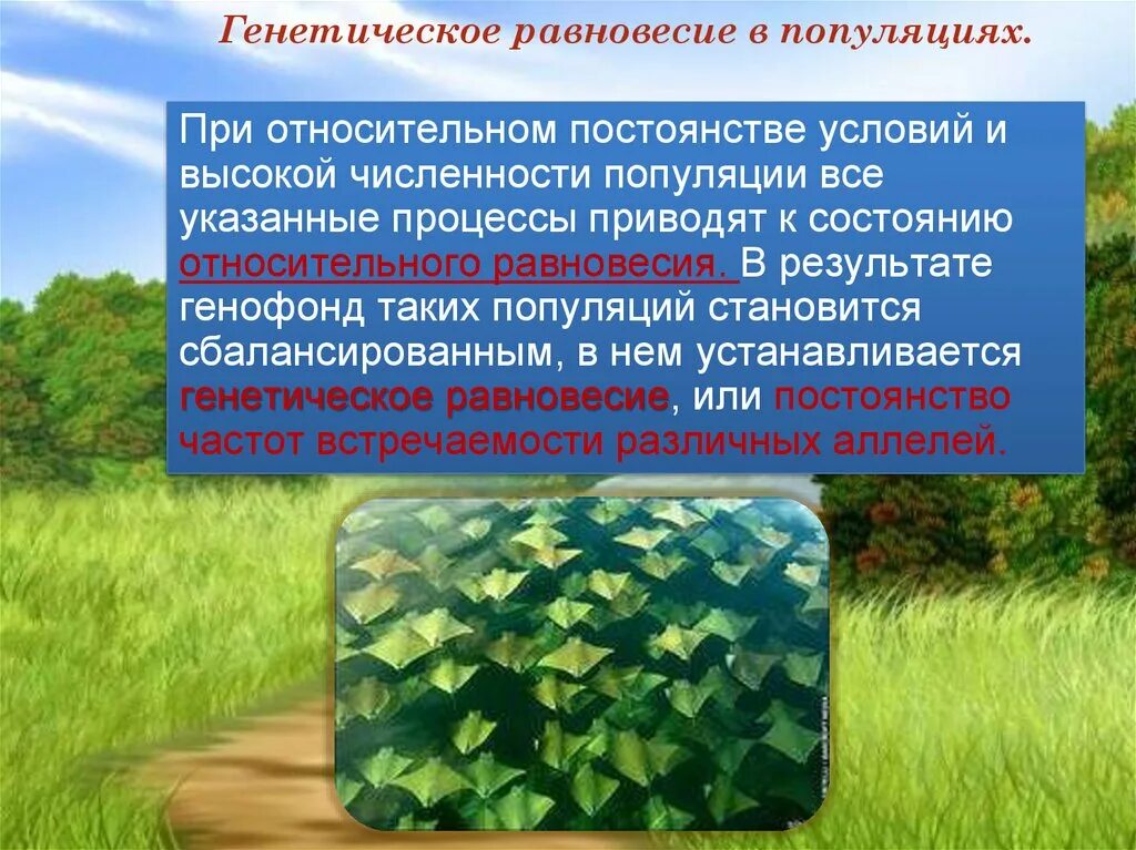 Генетическое равновесие популяции это. Причины нарушения генетического равновесия популяции. Условия генетического равновесия популяции. Условия равновесия популяции. Изоляции миграции