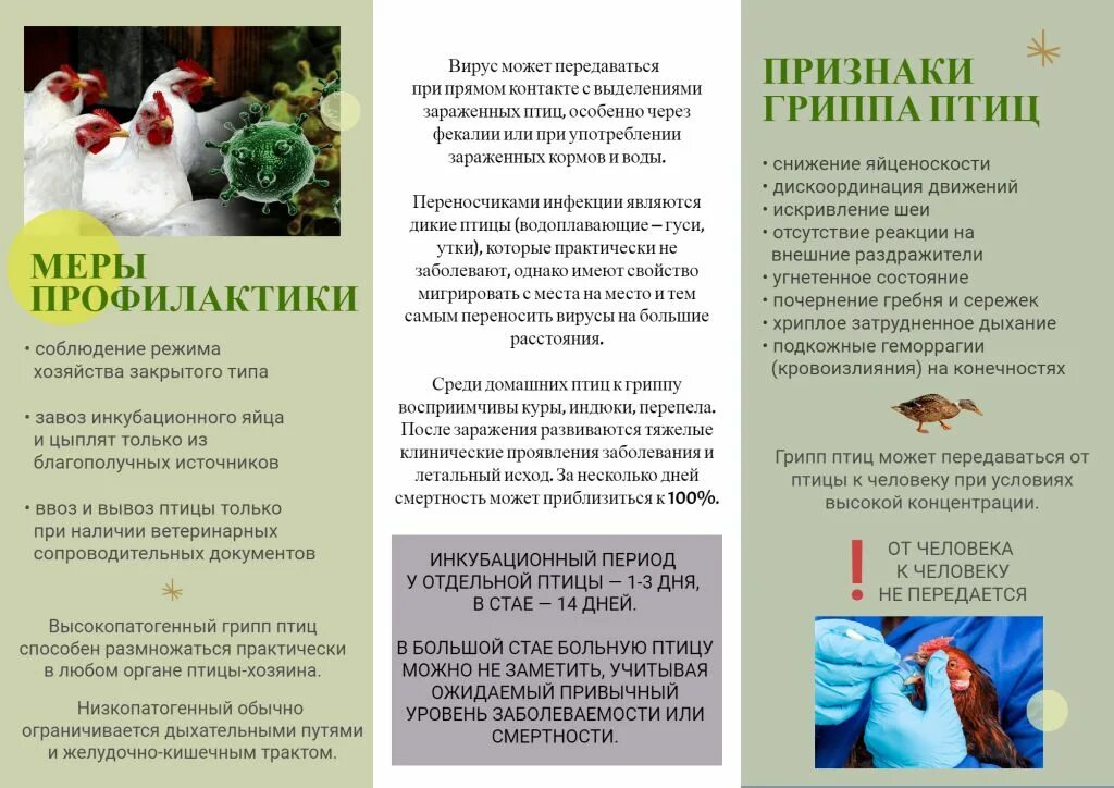 птичий грипп 2023 симптомы. птичий грипп 2023 симптомы. профилактика гриппа птиц. птичий грипп 2023 симптомы. презентация на тему птичий грипп.