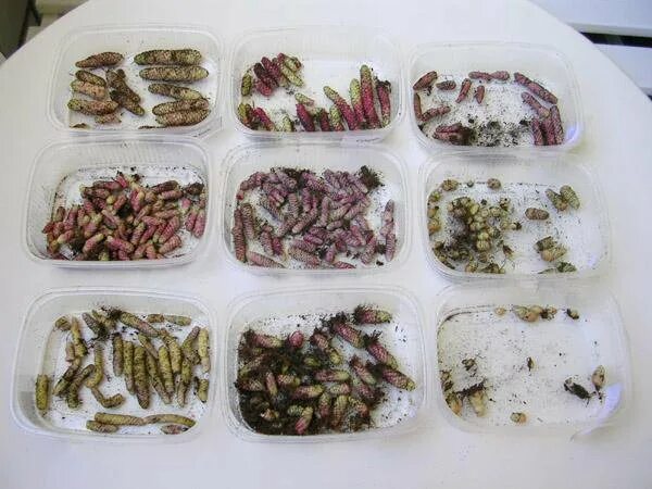 ризома ахименеса что это такое. ризомы фото. растения ризомы ахименесов. ризомы корешки ахименесов. ризомы корешки ахименесов.