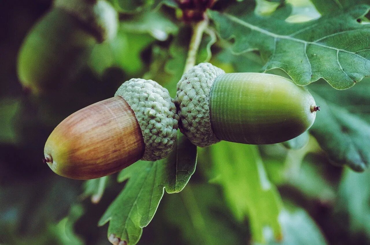 Дуб черешчатый плод. Quercus robur цветки. Дуб иволистный желудь. Дуб черешчатый желуди. Дуб черешчатый (quercus robur).