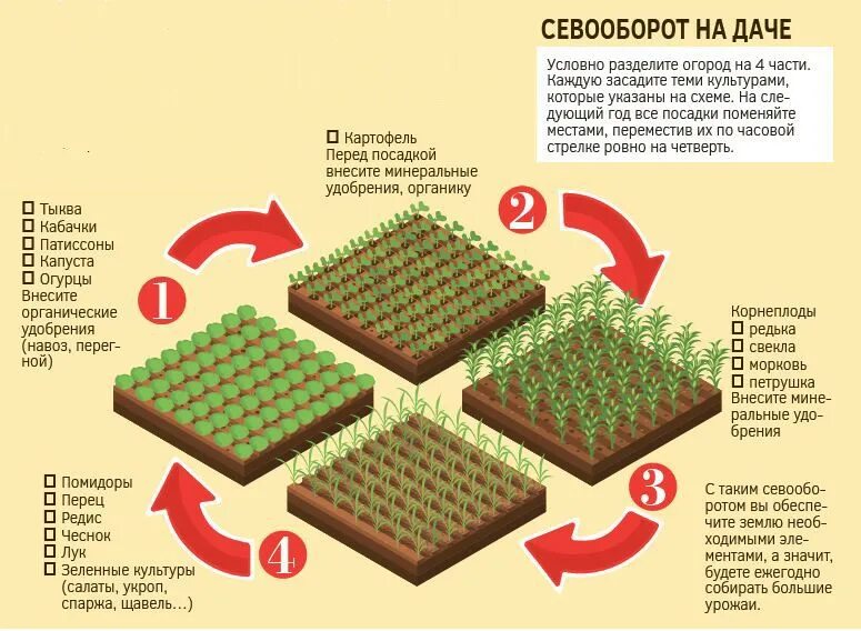 В какое время суток сажать. Схема севооборота на дачном участке овощных культур. Схема севооборот растений на грядке. Схема севооборота на дачном участке на 4 года. Чередование посадок овощных культур таблица.