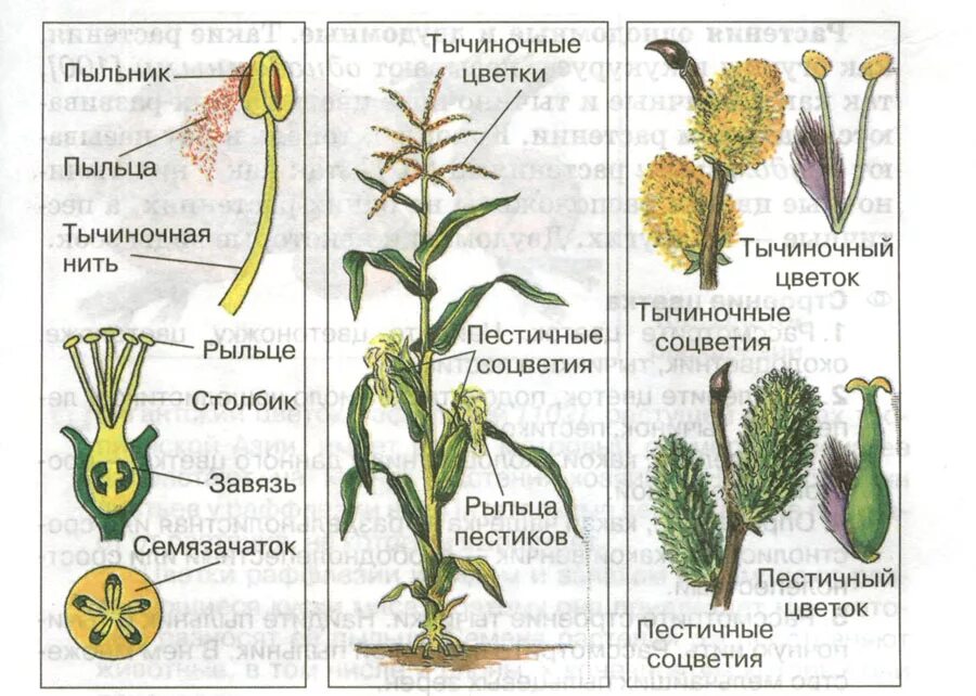 Двудомными называют растения у которых развиваются цветки. Строение кукурузы однодомное растение. Кукуруза двудомное растение. Кукуруза биология пестичные цветки. Схема однодомные и двудомные цветки.