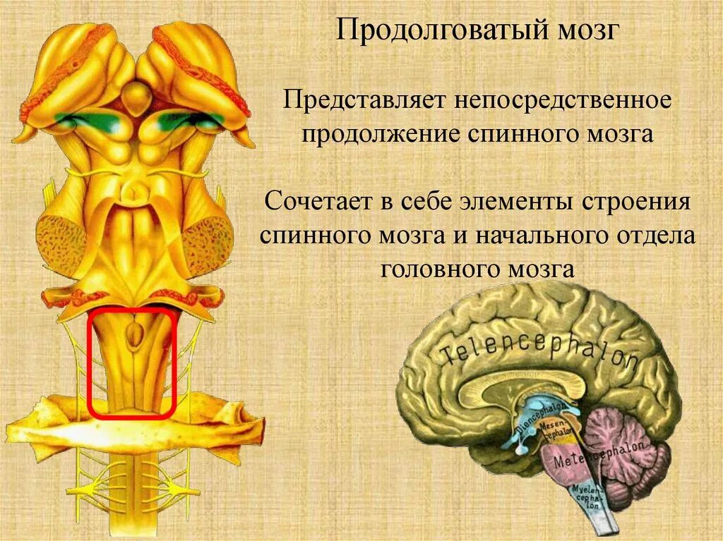 Продолговатый мозг строение отдела. Отделы головного мозга продолговатый мозг анатомия. Продолговатый мозг и спинной мозг. Нервная система продолговатый мозг. Продолговатый спинной мозг строение.