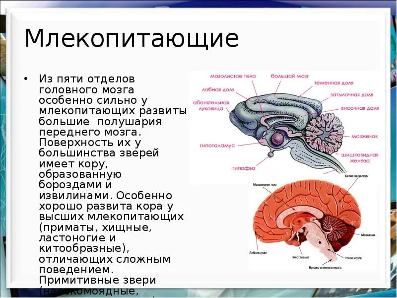 Большие полушария переднего мозга хорошо развиты