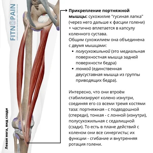 Функция портняжной мышцы. Функция портняжной мышцы