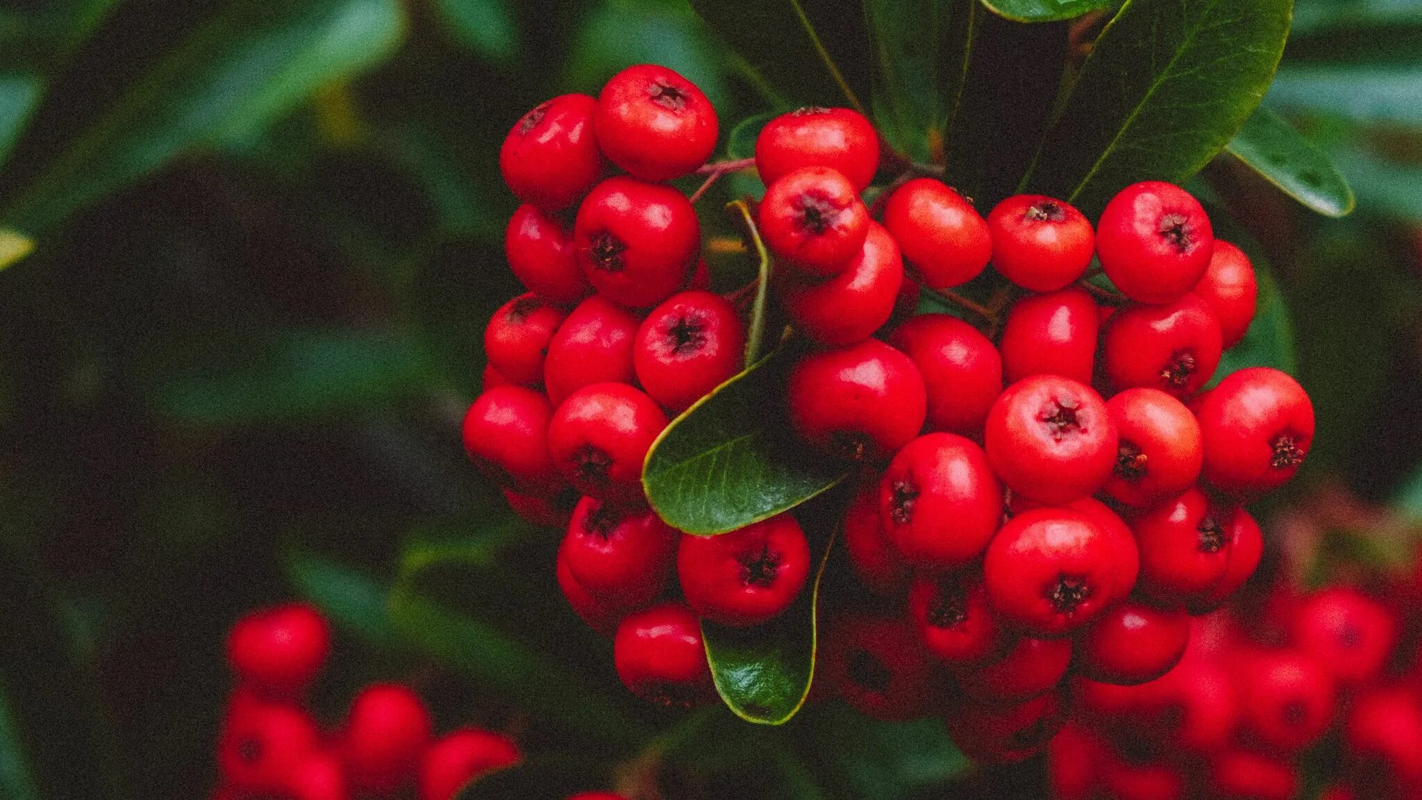 Брусника. Ягоды гроздьями брусника. Красные ягоды. Рябина брусника.