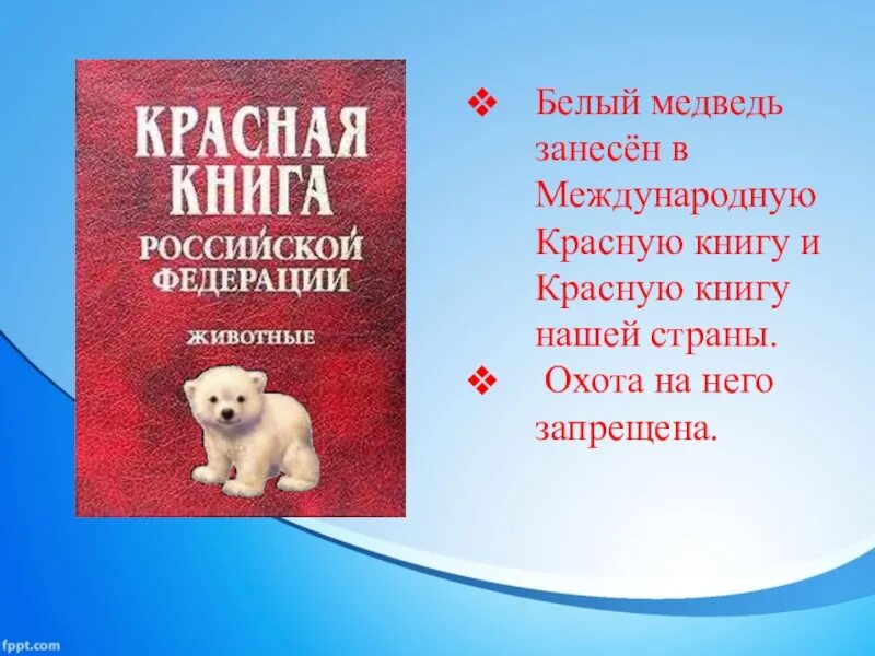 Почему белого медведя занесли в красную. Белый медведь красная книга. Белый медведь из красной книги. Красная книга России белый медведь. Белый медведь занесен в красную книгу.