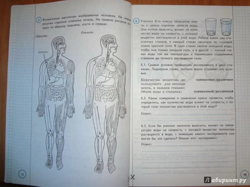 Впр по окружающему волкова ответы. ВПР 4 класс Волкова Цитович. ВПР по окружающему миру 4 класс с ответами Волкова. ВПР типовые задания 4 класс окружающий мир. ВПР задания про строение человека.