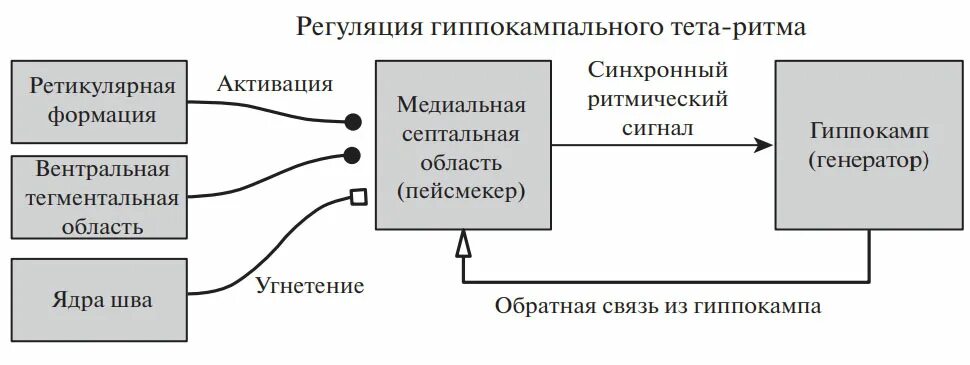 Тета 0. Регуляция ритмов. Тета-ритм. Функции гиппокампальной формации. Тета соединение.