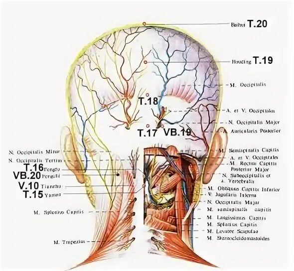 Иннервация головы затылочный нерв.