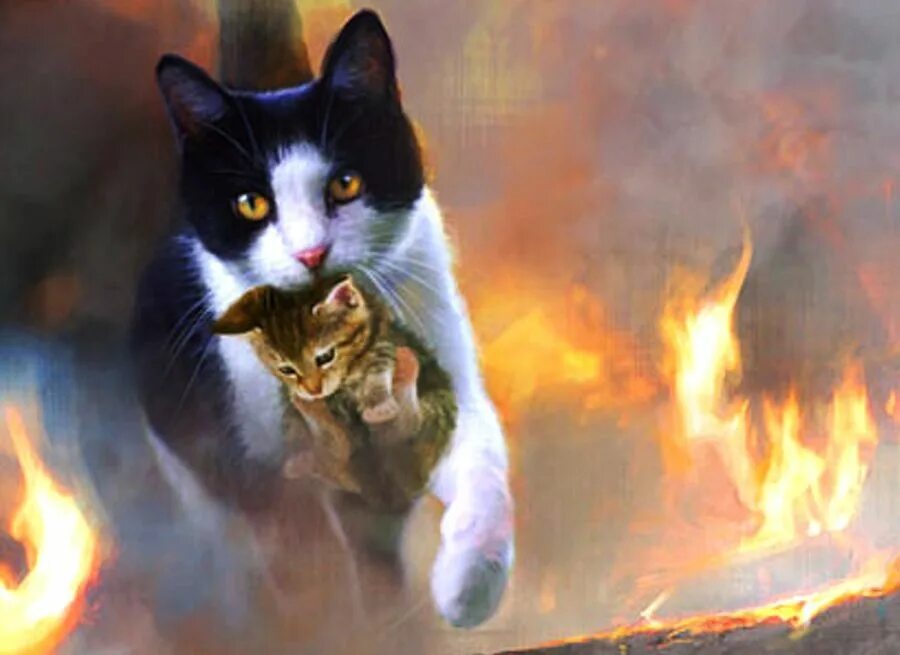 Кот после битвы. Кошка огонь. огненная кошка. кот в огне. горящая кошка.