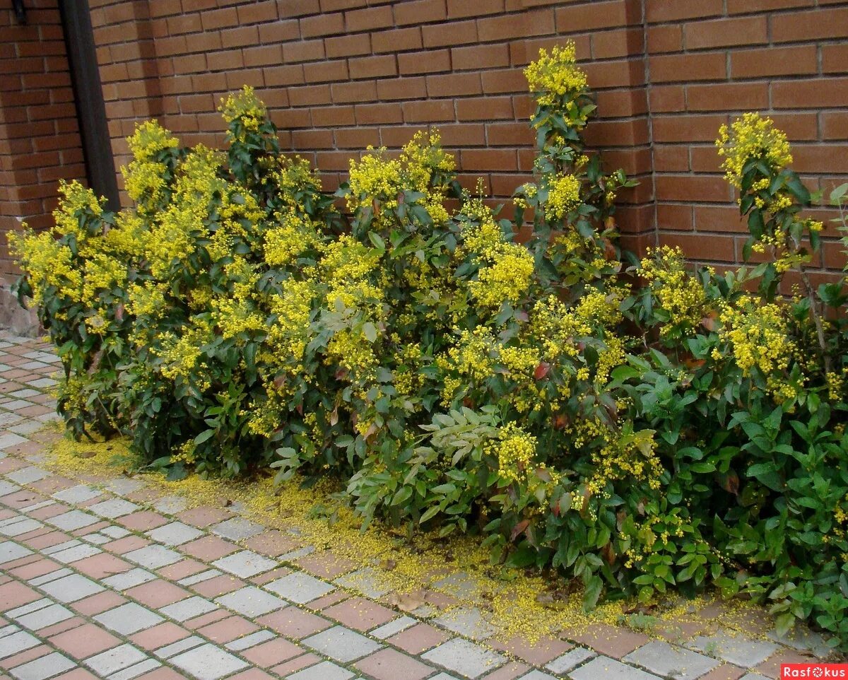 Магония падуболистная бордюр