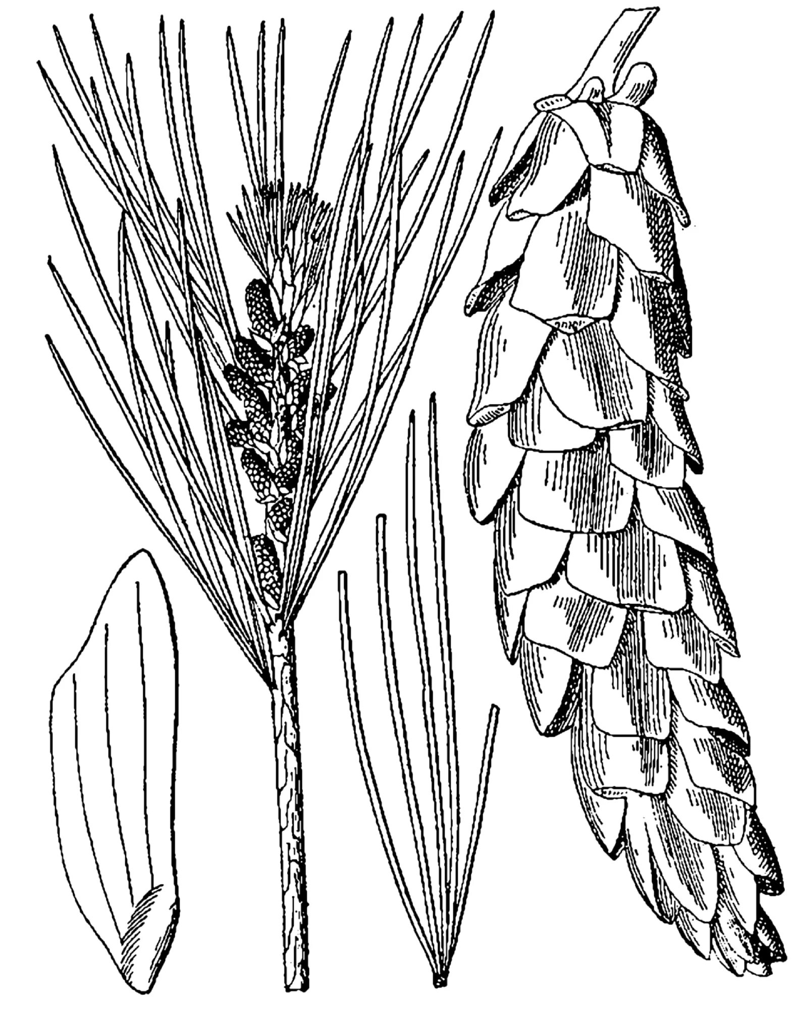 Семян хвойных рисунок. Сосна Веймутова шишки. Сосна Веймутова побег. Сосна Кедровая Веймутова шишки. Сосна Веймутова шишка.