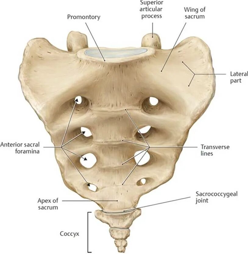 Гребень латынь. Крестец строение анатомия. Крестец анатомия на латинском и русском. Foramina sacralia pelvina крестец. Крестец и копчик анатомия.