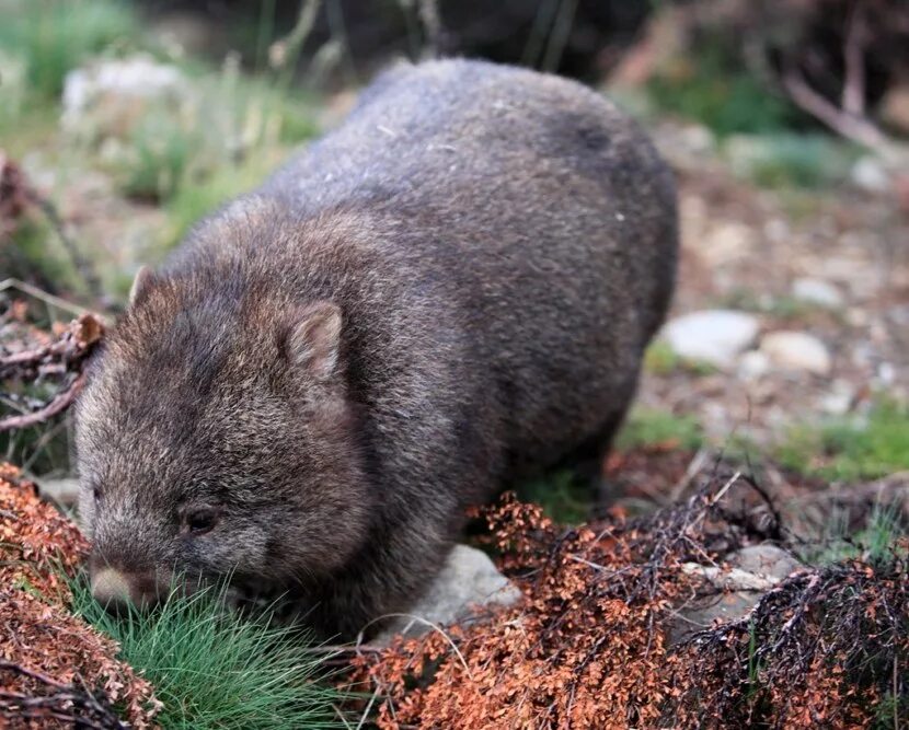 Wombat перевод. Вомбат в Австралии. Вомбат в норе. Короткошёрстный вомбат. Вомбат батяня вомбат.