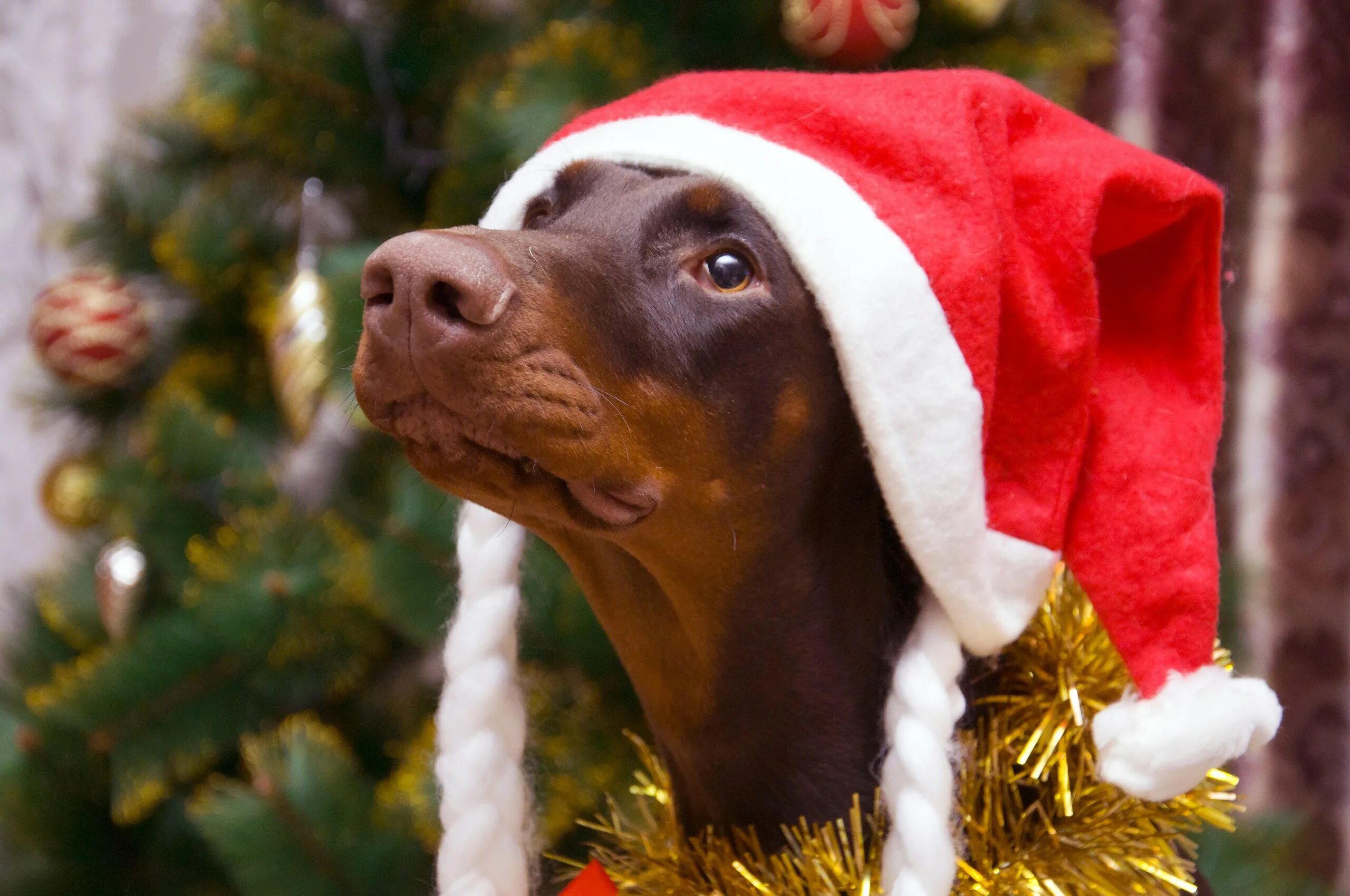 год собаки что надо. аптечка для кошки и собаки. год собаки что надо.
