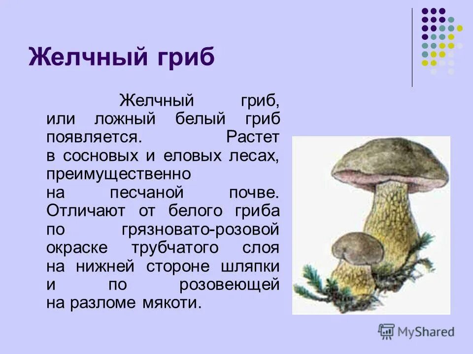 краткое описание гриба желчный гриб. ложный белый. желчный гриб краткая характеристика. желчный съедобный или нет. ложный подберезовик.
